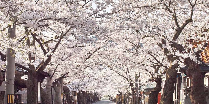 岡山県のお花見 桜の名所 22年最新 夜桜 ライトアップや桜祭りも