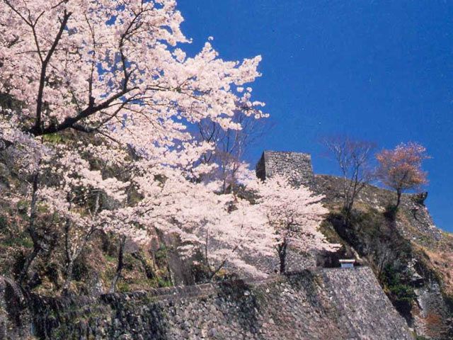 大分県　桜 