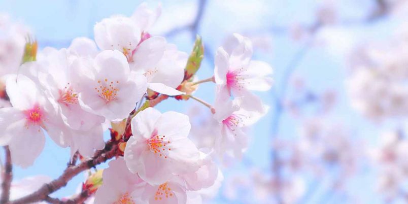 全国のお花見・桜名所（2024年最新）夜桜ライトアップや桜祭りも満載！