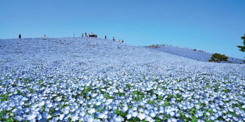 関東近郊のおすすめ花畑26選｜四季折々の花々に癒される！人気の絶景スポットから、穴場の花の名所まで
