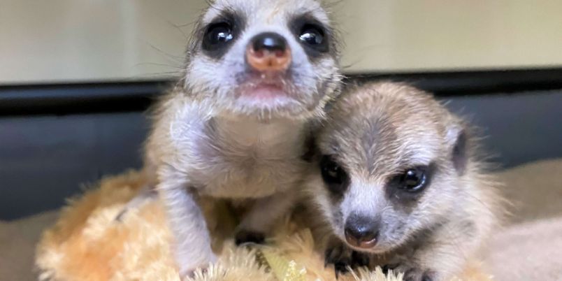 伊豆シャボテン公園 の動物の赤ちゃんに会いに行こう 22年に新たに誕生した動物たち るるぶ More 伊豆シャボテン公園 の動物の赤ちゃんに会いに行こう 22年に新たに誕生した動物たち るるぶ More