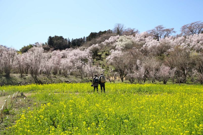 まさに桃源郷！福島の「花見山公園」で春爛漫ハイキング