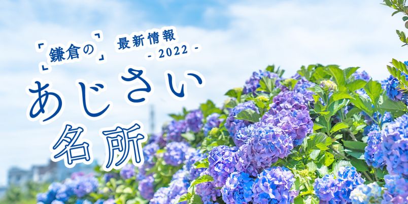 22 鎌倉のあじさい 18選 明月院 長谷寺の人気スポットからゆっくり散策できる穴場まで 目から楽しむ鎌倉の紫陽花