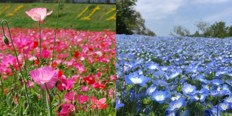 神奈川 横須賀 入園無料 ポピー ネモフィラまつり で約100万本のポピー園が見頃に 横須賀市くりはま花 の国 で22年5月29日 日 まで開催 るるぶ More