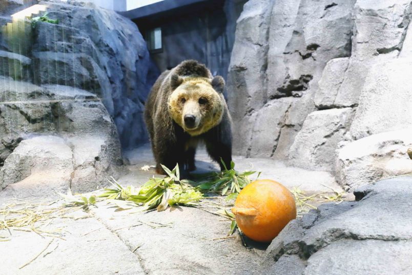 4/29にえぞひぐま館オープン！「旭山動物園」の楽しみかた｜るるぶ&more.