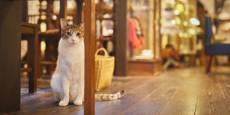 【京都】看板猫のいるカフェで。パスタとパフェとコーヒーと。「喫茶とアンティーク雑貨 サイドロップ」