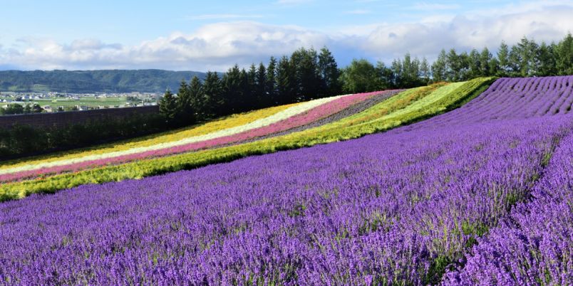 【2023夏 北海道】ラベンダーが続々と見頃に 富良野エリアの絶景