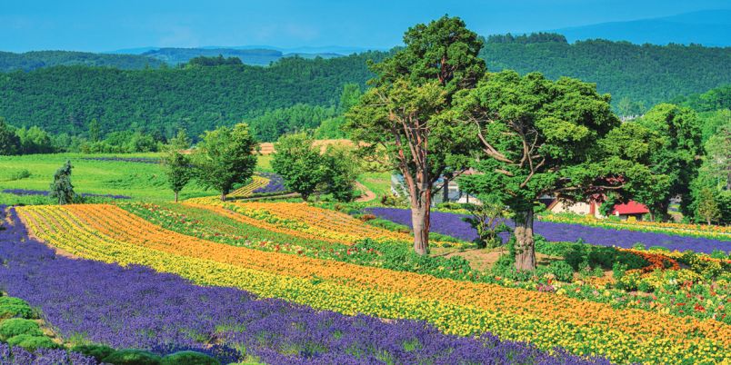 北海道】美瑛「ぜるぶの丘」の花絶景！広大な花畑でひまわりやラベンダーを満喫｜るるぶ&more.