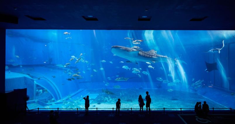 沖縄】開館20周年「沖縄美ら海水族館」の魅力を徹底解説。ジンベエザメ