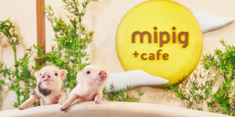 京都の新京極通りに登場！マイクロブタとふれあえる「mipig cafe」