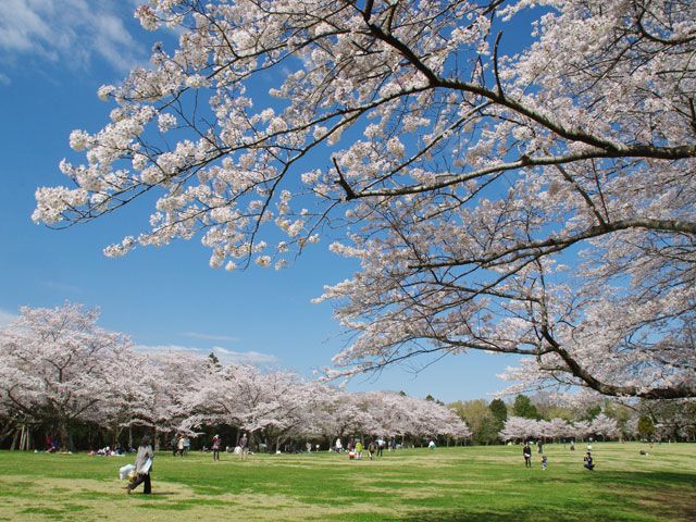 2ページ目】【2024年最新】千葉県のお花見スポット17選 桜の見頃の時期から鑑賞する穴場・ライトアップが見れる場所までご紹介