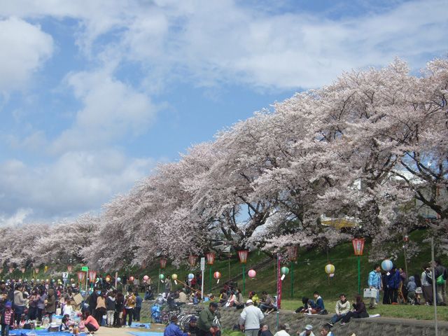2ページ目】【2026年最新】岡山県のお花見スポット12選 桜の見頃の時期