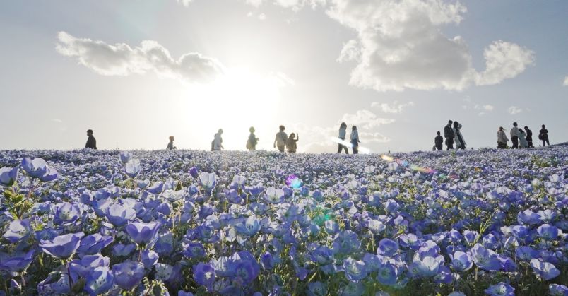 茨城・ひたちなか】海辺に広がる花の絶景「国営ひたち海浜公園」の春の歩き方｜るるぶ&more.