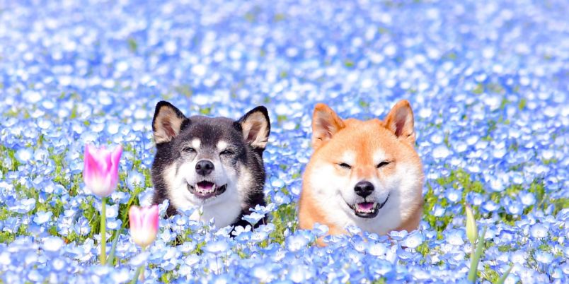 【広島 世羅高原】西日本最大級の花イベントを開催！人気のネモフィラや色彩豊かなチューリップを見にいこう