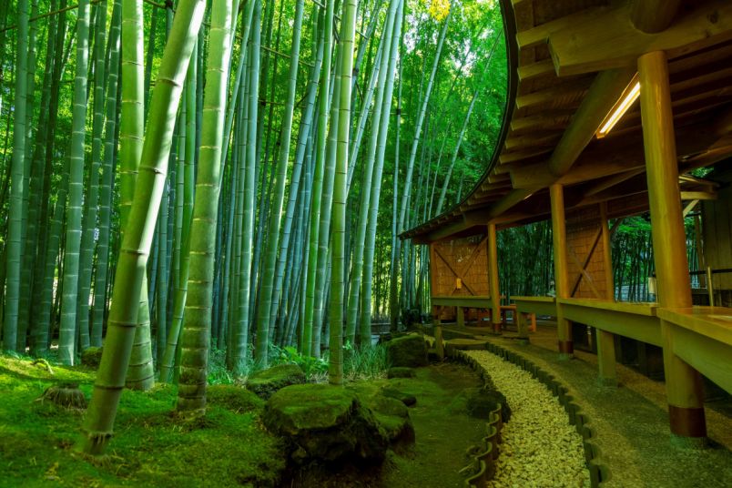 約2000本の孟宗竹が広がる鎌倉・報国寺「竹の庭」で優雅なお抹茶タイム