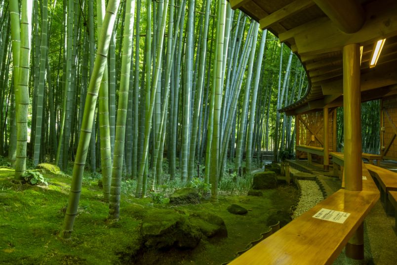 約2000本の竹林が広がる鎌倉・報国寺「竹の庭」で優雅なお抹茶タイム