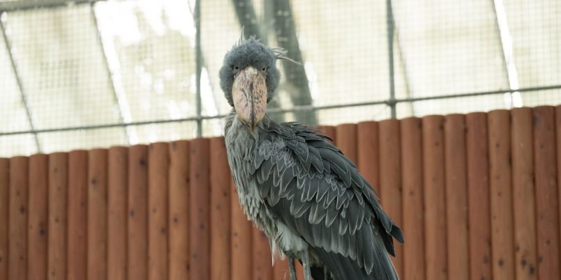 静岡・掛川花鳥園】雨の日も寒い日も快適！ 個性豊かな鳥たちとふれ