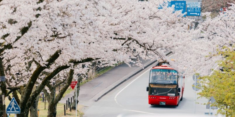 伊豆の桜スポットを巡る！「界 アンジン」と「界 伊東」の「桜オープン