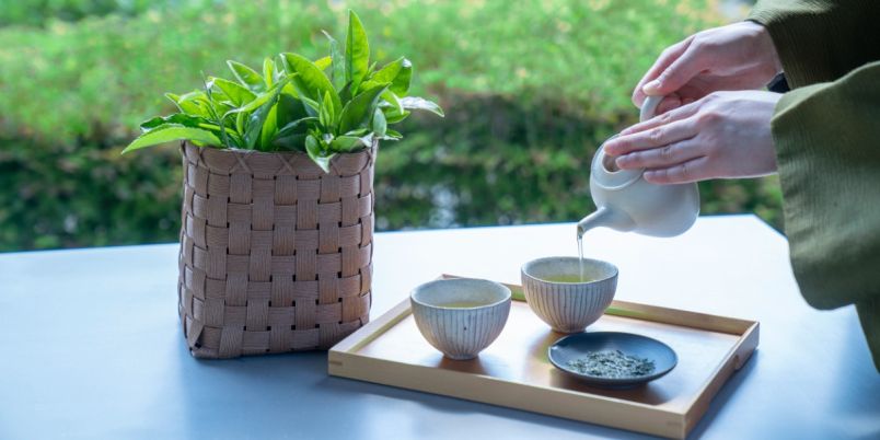 静岡で五感で楽しむお茶作り体験