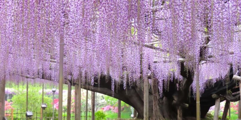 2026最新】東京近郊“藤の花”おすすめスポット6選｜ライトアップや限定