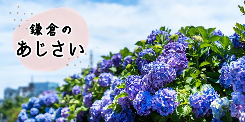 鎌倉のあじさい名所 23選｜明月院・長谷寺の人気スポットからゆっくり
