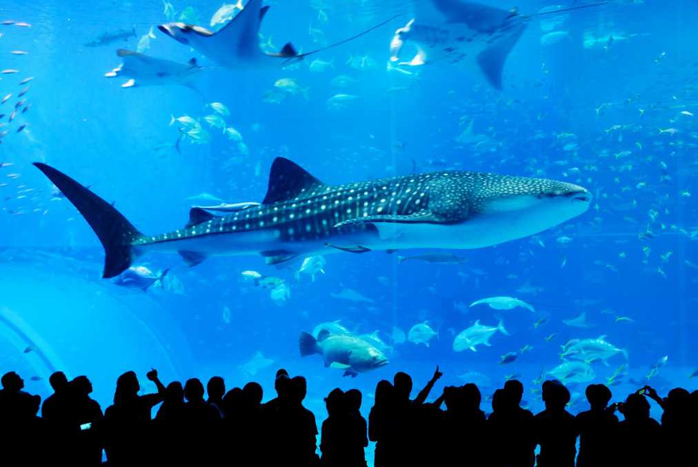 海洋博公園・沖縄美ら海水族館