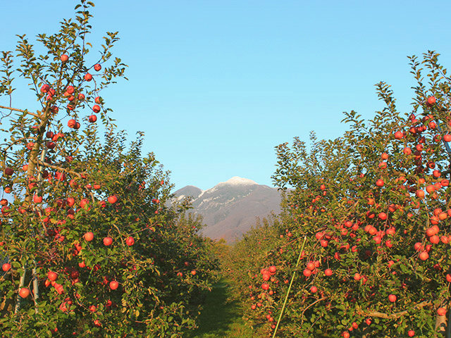 岩木山を望むリンゴ園