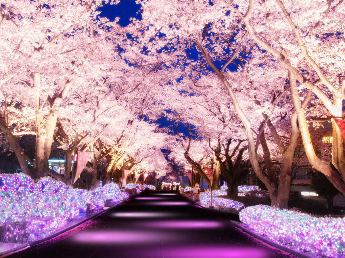 桜の名所よみうりランドで夜桜 イルミイベント 夜桜ジュエルミネーション 初開催 るるぶ More
