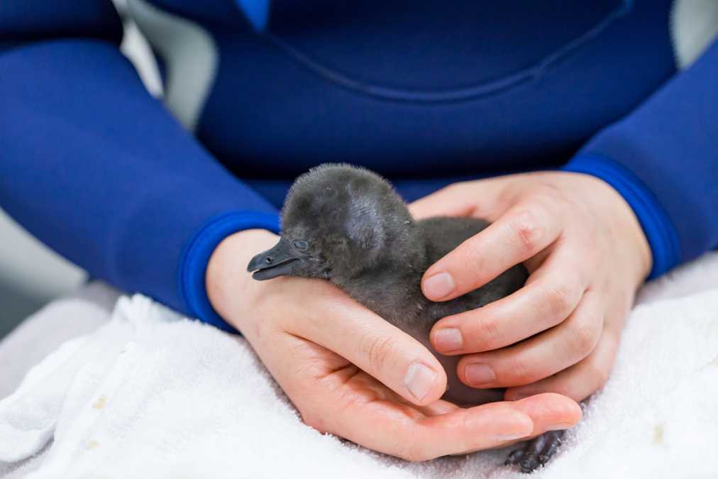 5月日まで いましか会えない すみだ水族館でふわふわの赤ちゃんペンギンに癒される るるぶ More