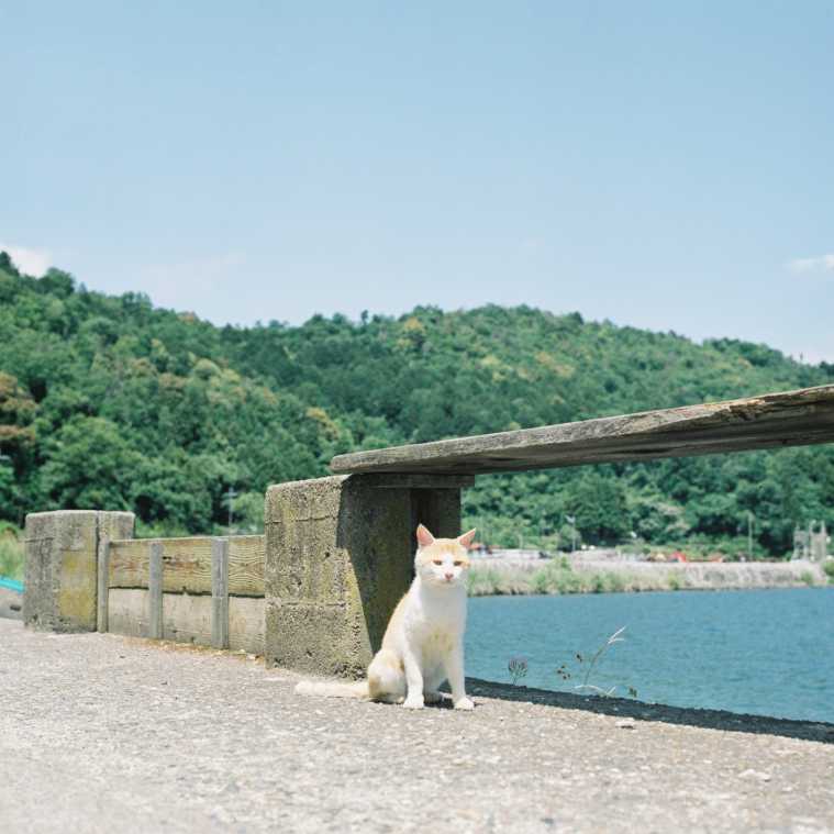 琵琶湖の中の猫の島 Masa の関西カメラさんぽ1 るるぶ More