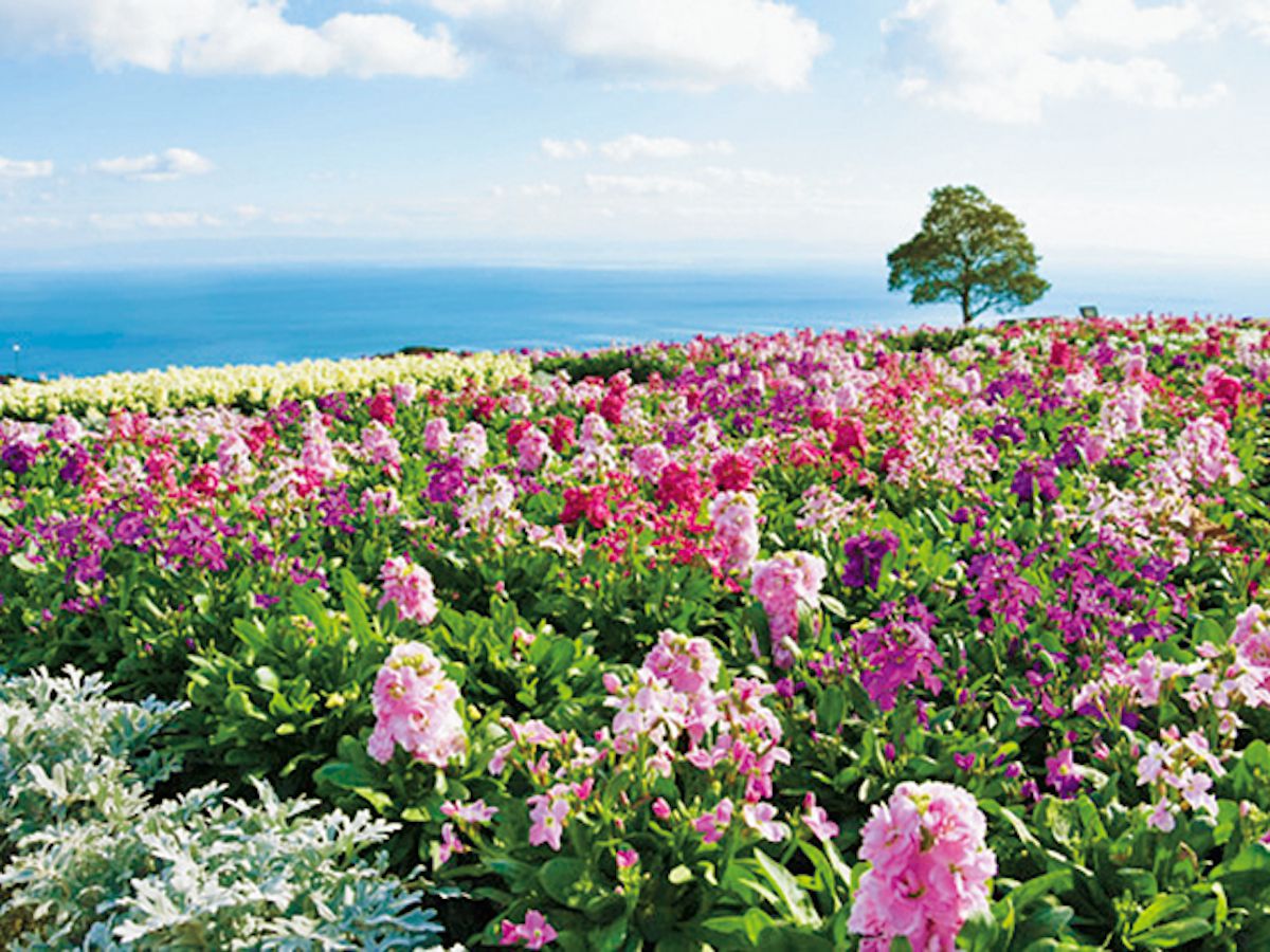 花の島 淡路島のフォトジェニックスポットめぐり 花景色を満喫するおすすめコース るるぶ More