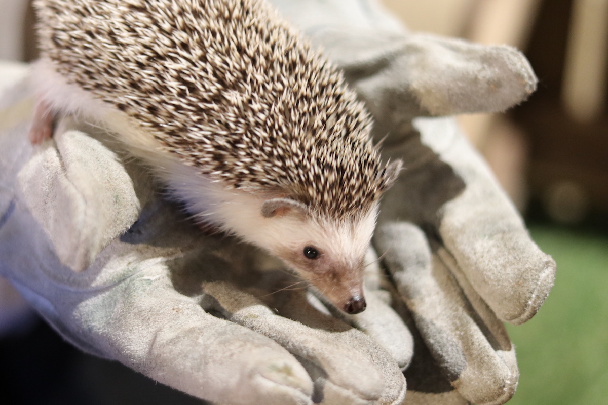 大阪 アメ村のど真ん中で動物たちにモフモフする新感覚の動物カフェ るるぶ More