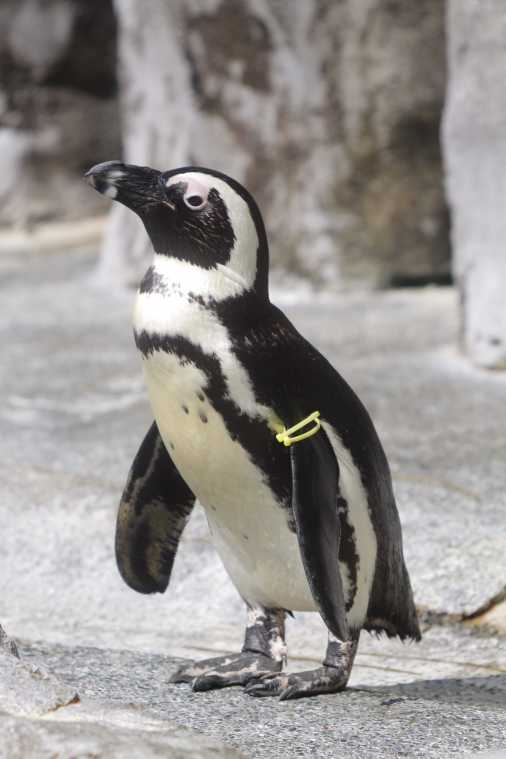 ペンギンにさわれるのは日本でここだけ 長崎ペンギン水族館 るるぶ More