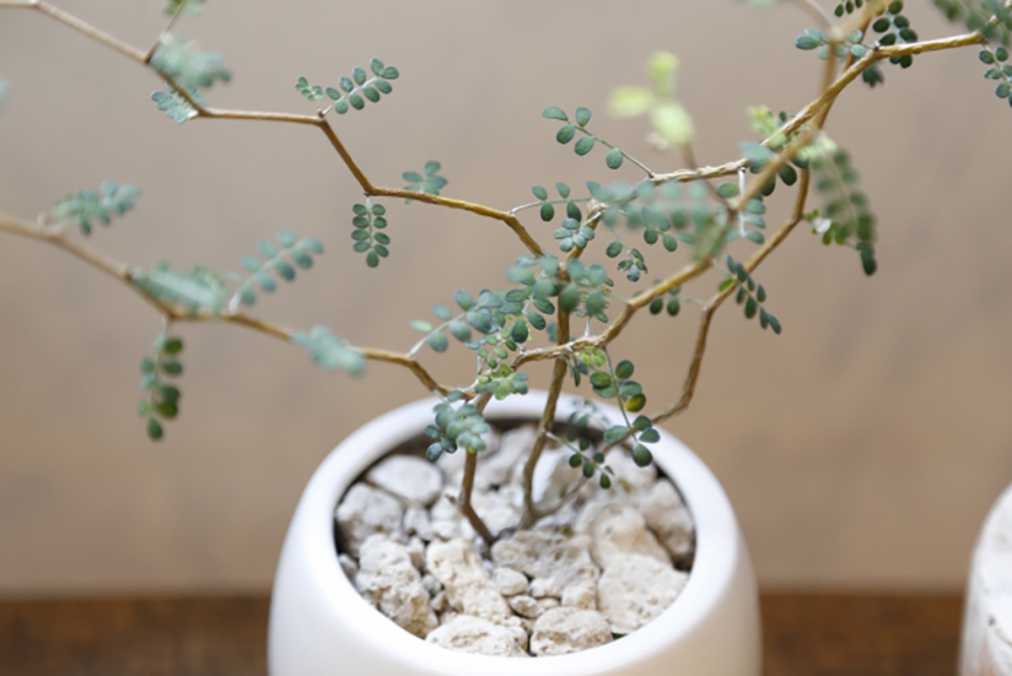 おしゃれ部屋に格上げしたいなら 観葉植物を買いに行く前に知りたい 初心者でも育てやすいグリーン３選 るるぶ More