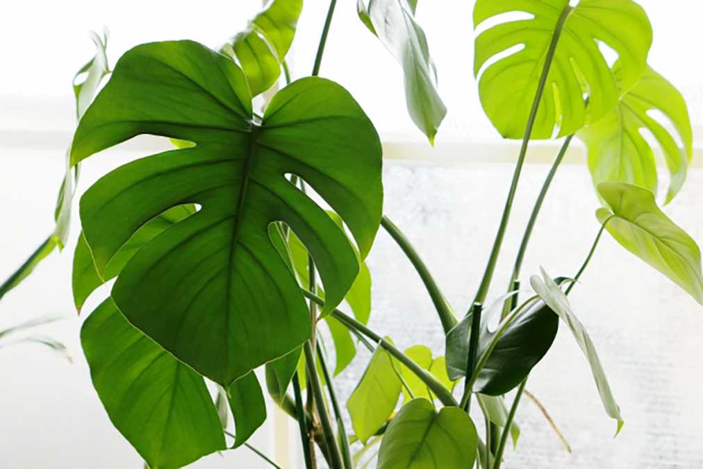 おしゃれ部屋に格上げしたいなら 観葉植物を買いに行く前に知りたい 初心者でも育てやすいグリーン３選 るるぶ More