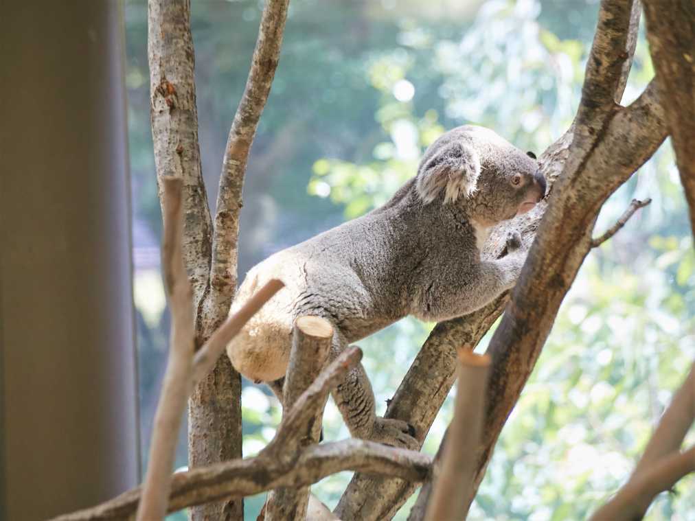 500円で楽しめるアニマル天国 金沢動物園 の愛くるしいコアラが気になる るるぶ More