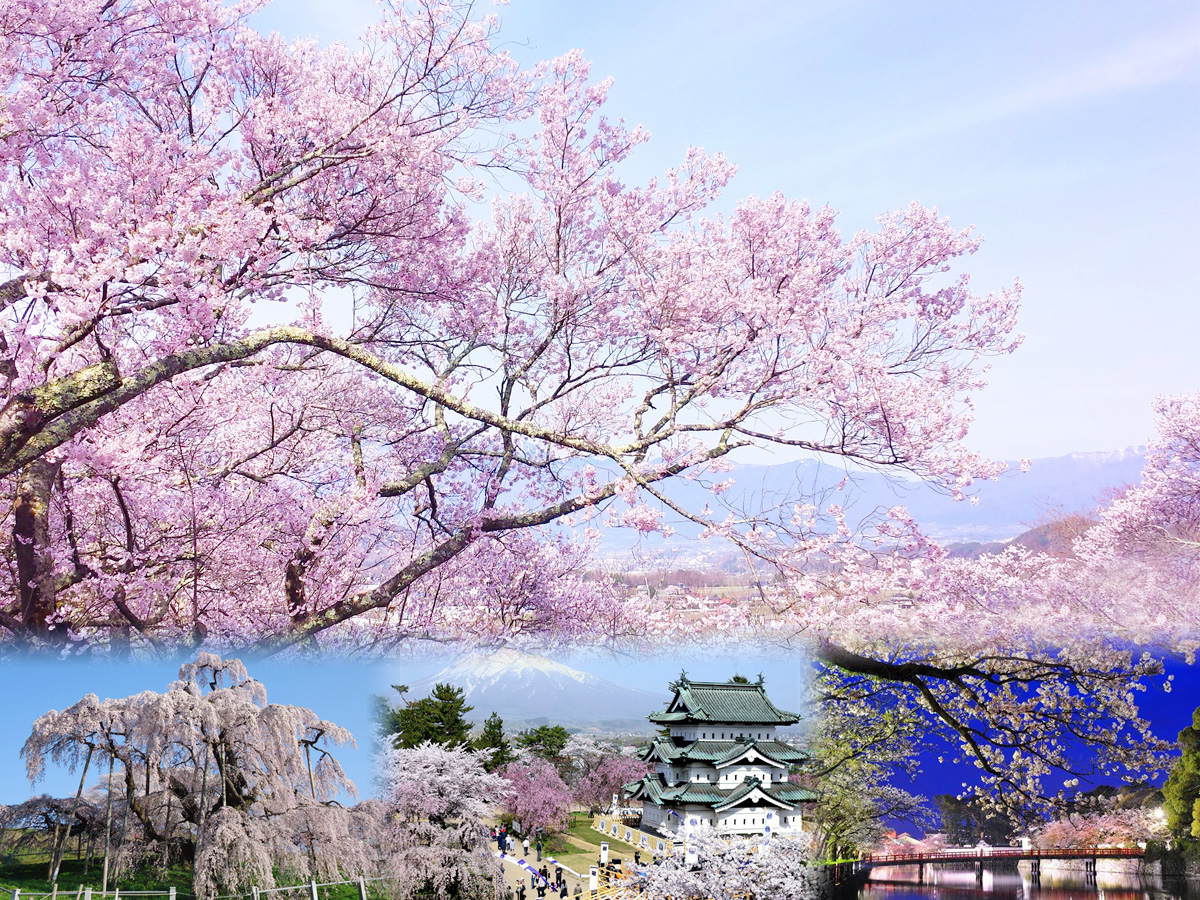 全国のお花見 桜名所 夜桜ライトアップや桜祭りも満載 るるぶ More