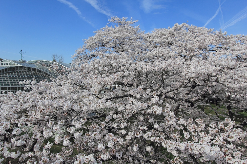 今年の桜は早い 京都府立植物園でも春の桜イベントがいよいよ開催 るるぶ More