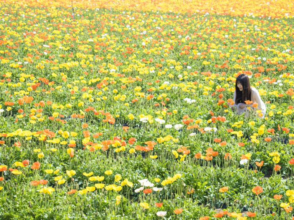 フォトジェニックなカメラ女子旅 春の絶景 一面の花畑でプリンセス気分な撮影会はいかが るるぶ More