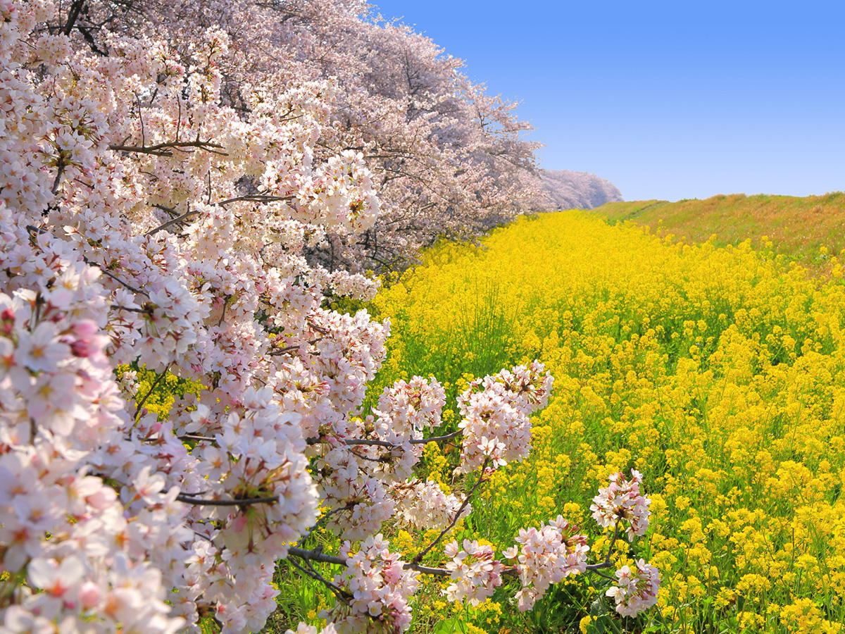 埼玉県のお花見 桜の名所 夜桜 ライトアップや桜祭りも るるぶ More