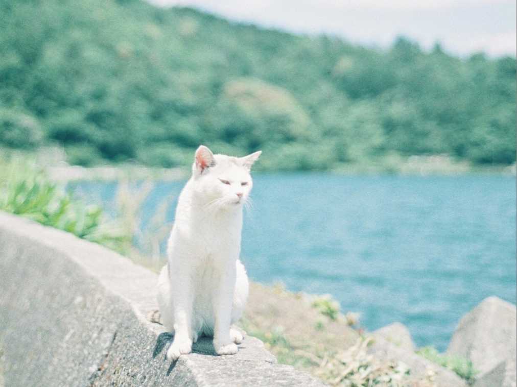 琵琶湖の中の猫の島 Masa の関西カメラさんぽ1 るるぶ More