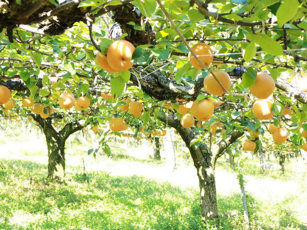 福岡県でおすすめの梨狩り 時期や品種は るるぶ More