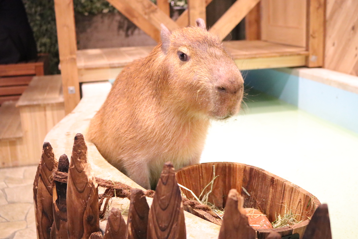 カピバラはの~んびり