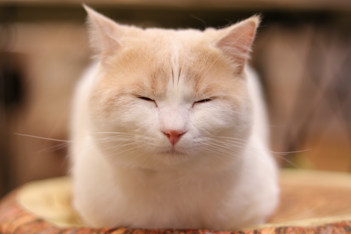今にも眠ってしまいそう…!
