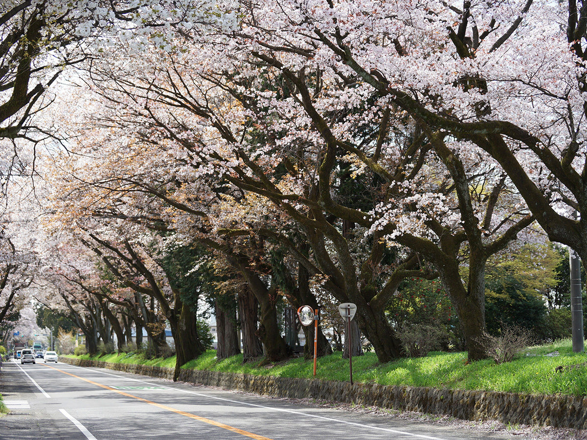 栃木県のお花見 桜の名所 夜桜 ライトアップや桜祭りも るるぶ More