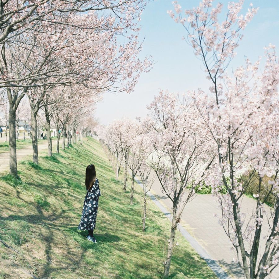 魅力たっぷりな 大阪の桜スポット Masaの関西カメラさんぽ21 るるぶ More