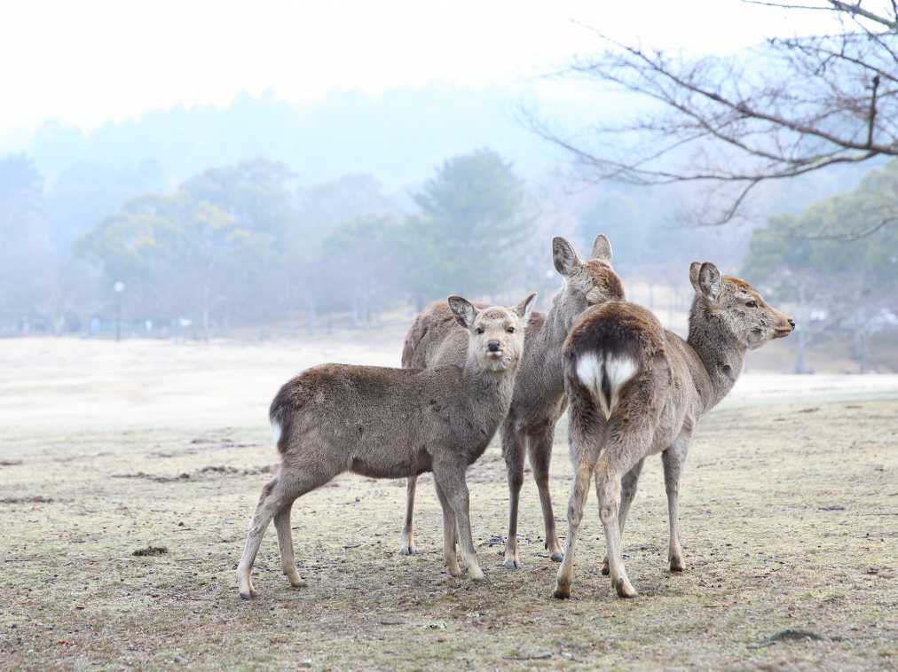 奈良 公園 鹿