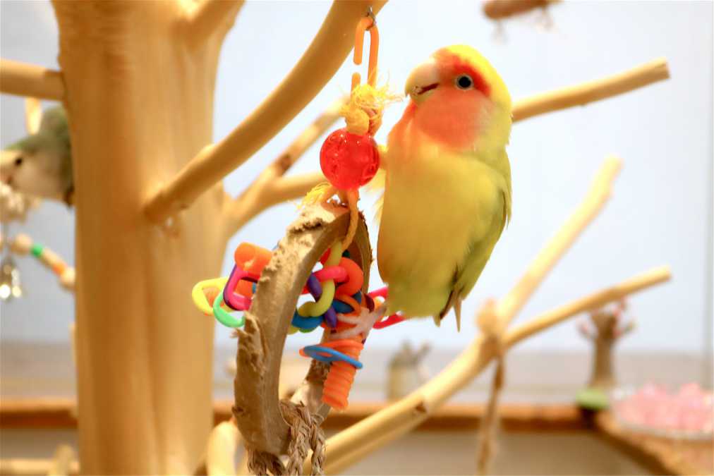 可愛いコザクラインコに癒されちゃう 京都の路地の隠れ家カフェ るるぶ More