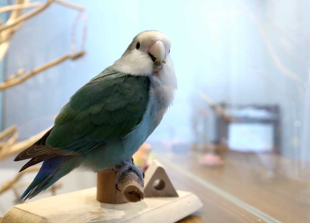 可愛いコザクラインコに癒されちゃう 京都の路地の隠れ家カフェ るるぶ More