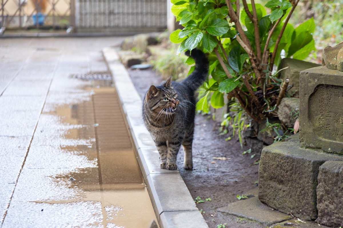 島内では猫たちが時折顔を出し、道行く人を和ませてくれます